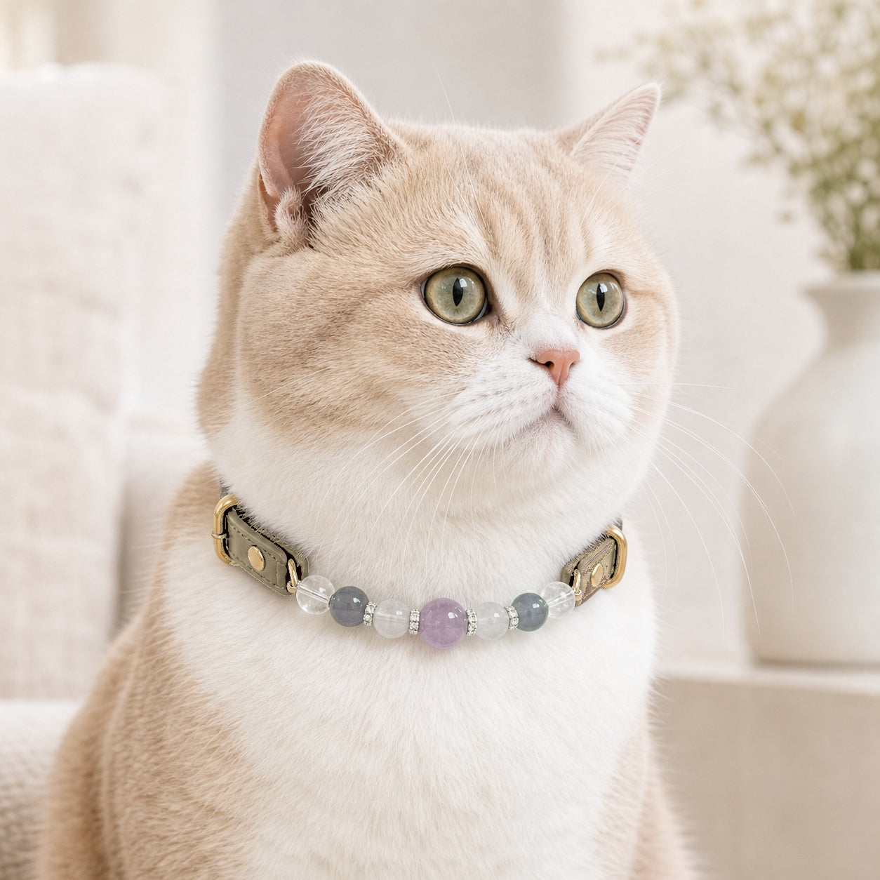 Cream cat wearing Tolan Uruguay amethyst and purple chalcedony ivory pet collar