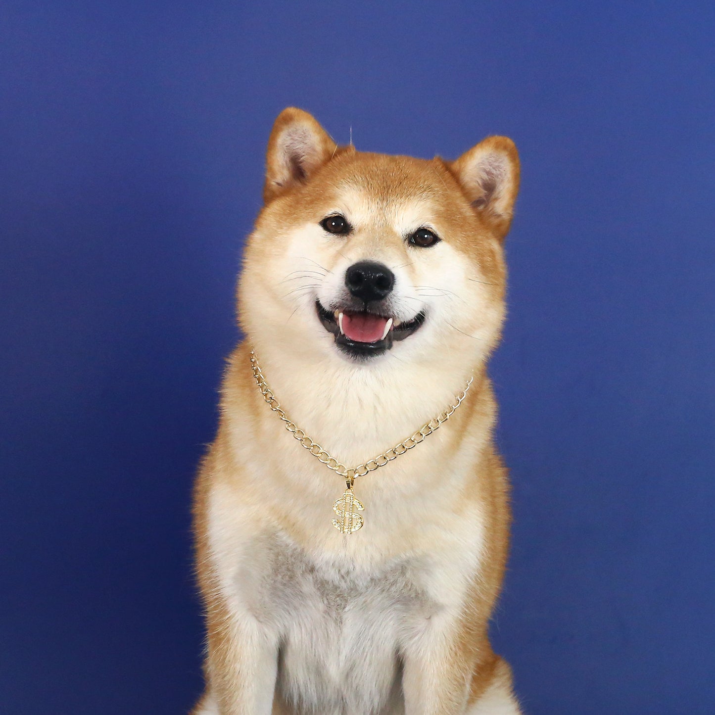 Shiba Inu wearing gold dollar sign chain pet necklace