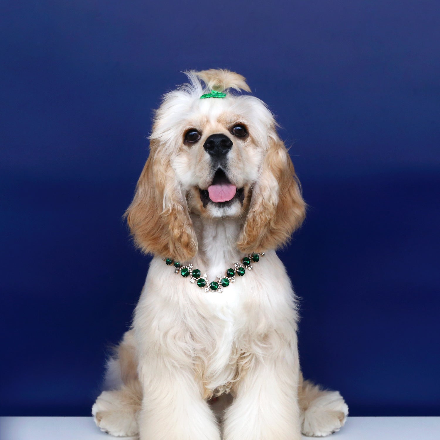 Cocker spaniel wearing emerald green crystal pet necklace