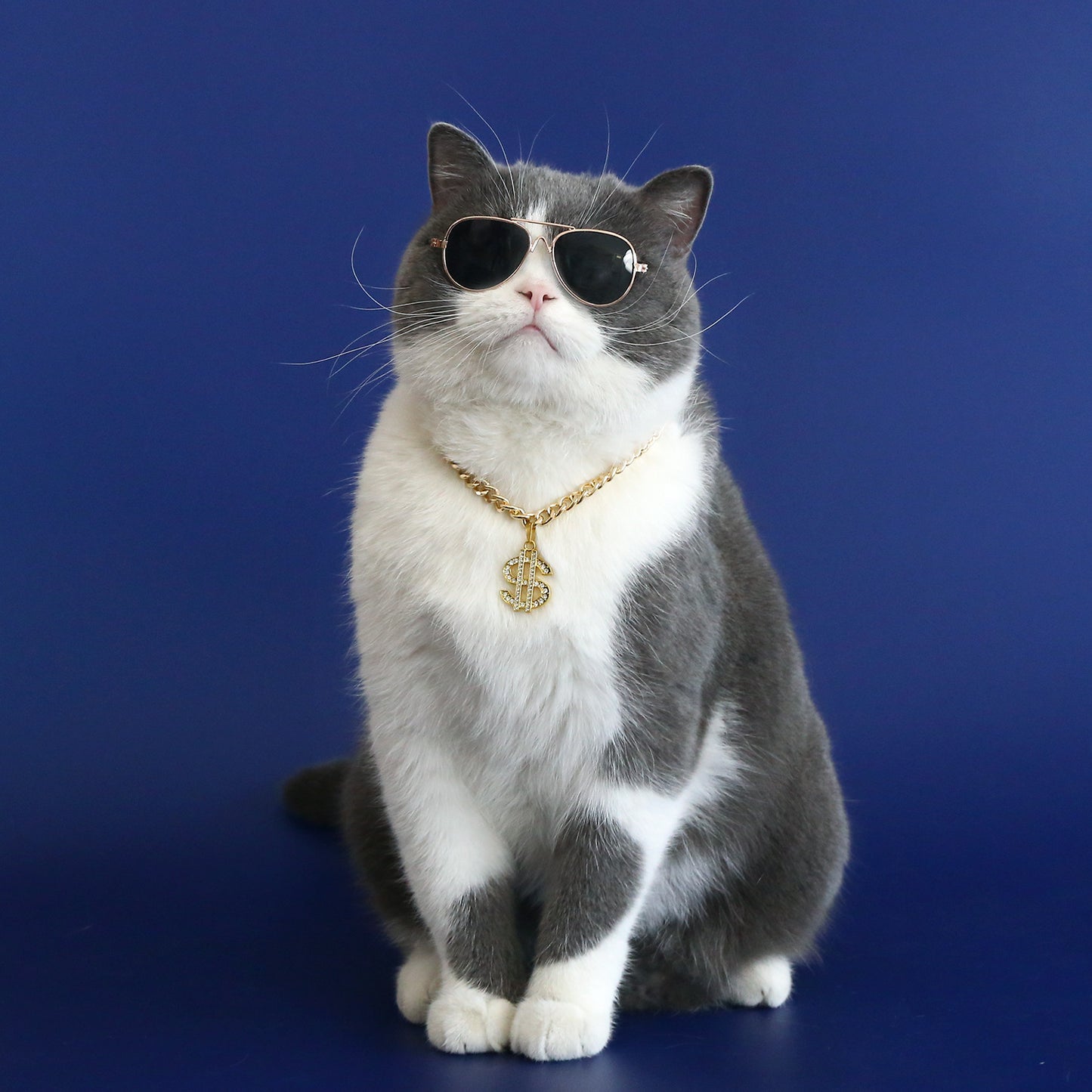 Gray and white cat wearing gold pet necklace