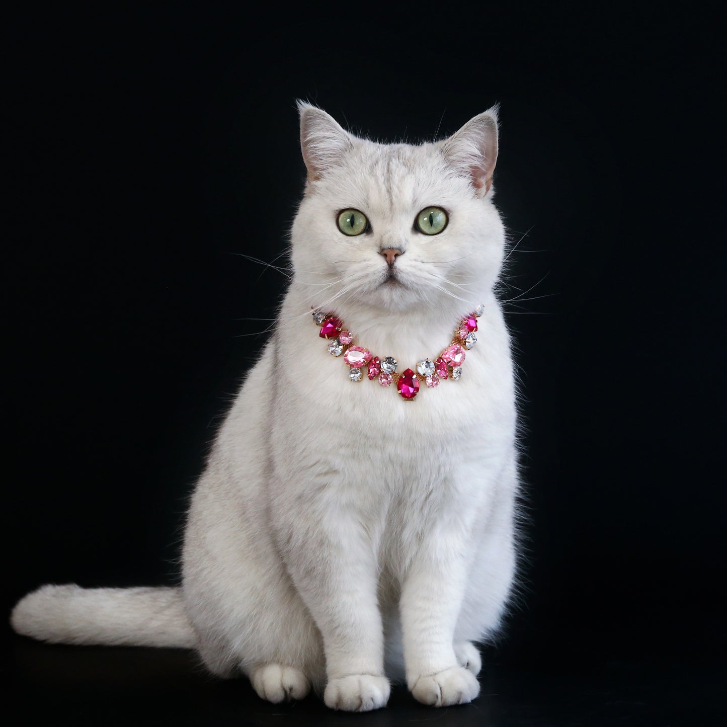 White cat wearing pink rhinestone pet necklace