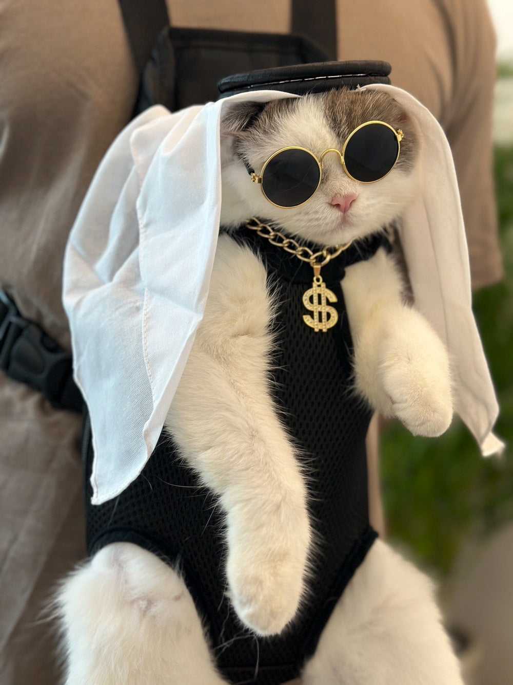Cat wearing gold dollar pendant necklace outdoors