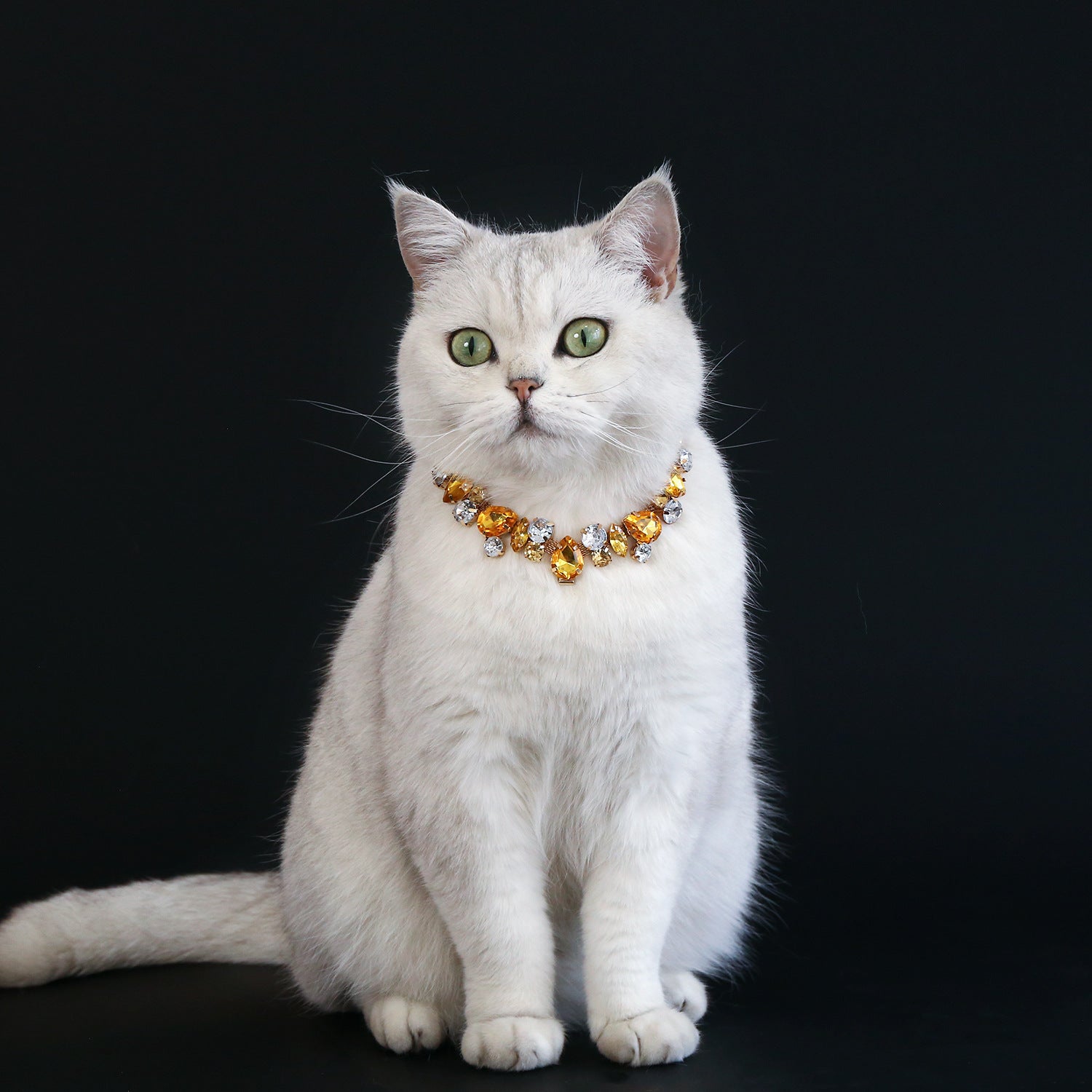 White cat wearing yellow rhinestone pet necklace