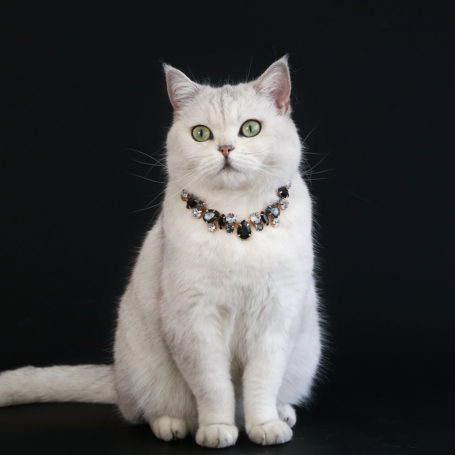 White cat wearing black rhinestone pet necklace