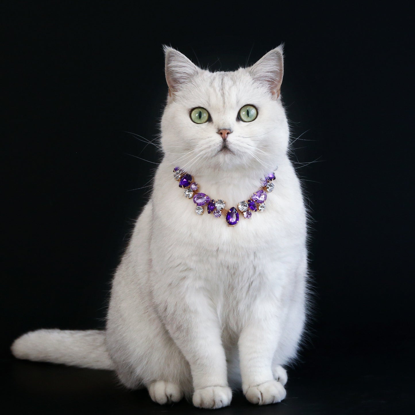 White cat wearing purple rhinestone pet necklace