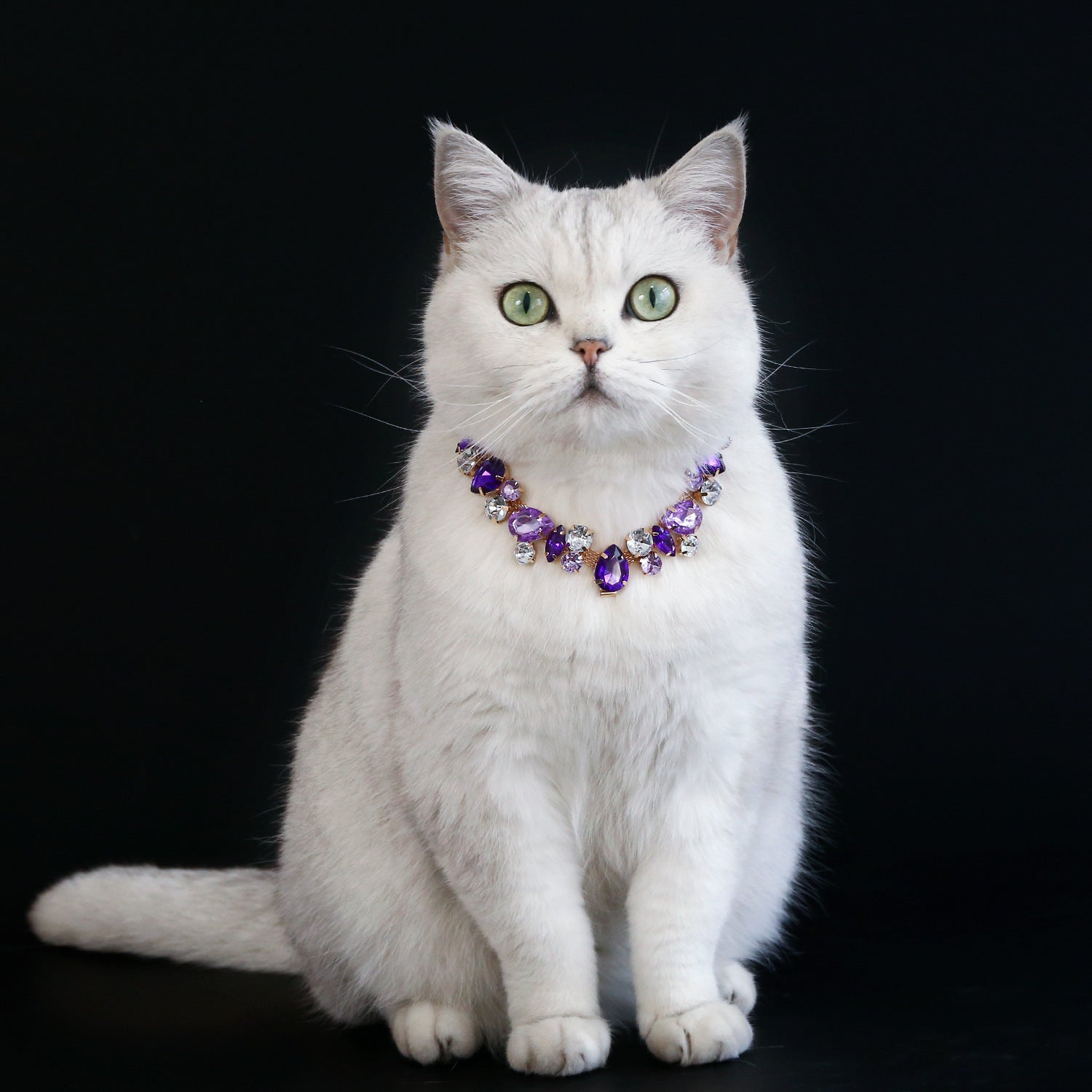 White cat wearing purple rhinestone pet necklace