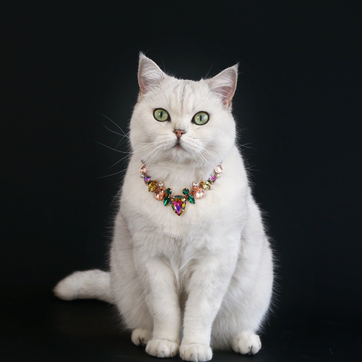 White cat wearing multicolor gem pet necklace