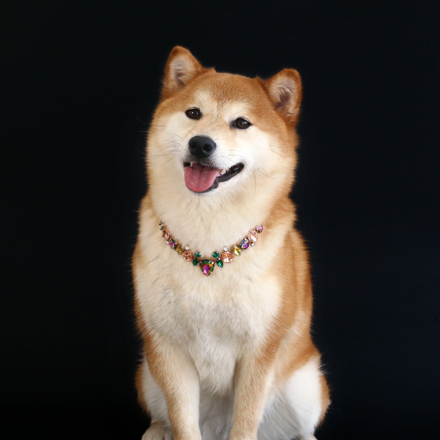 Shiba Inu wearing multicolor gem pet necklace