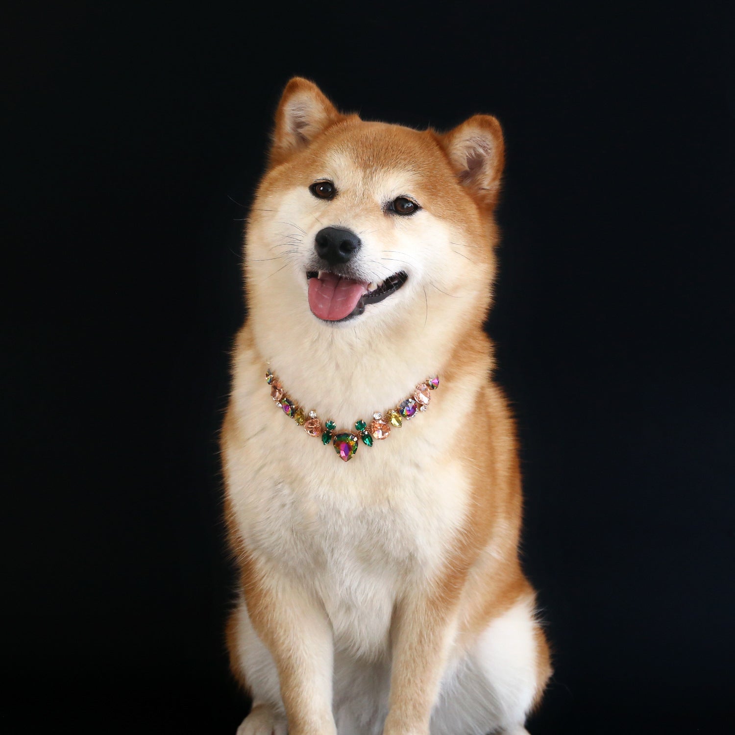 Shiba Inu wearing multicolor gem pet necklace