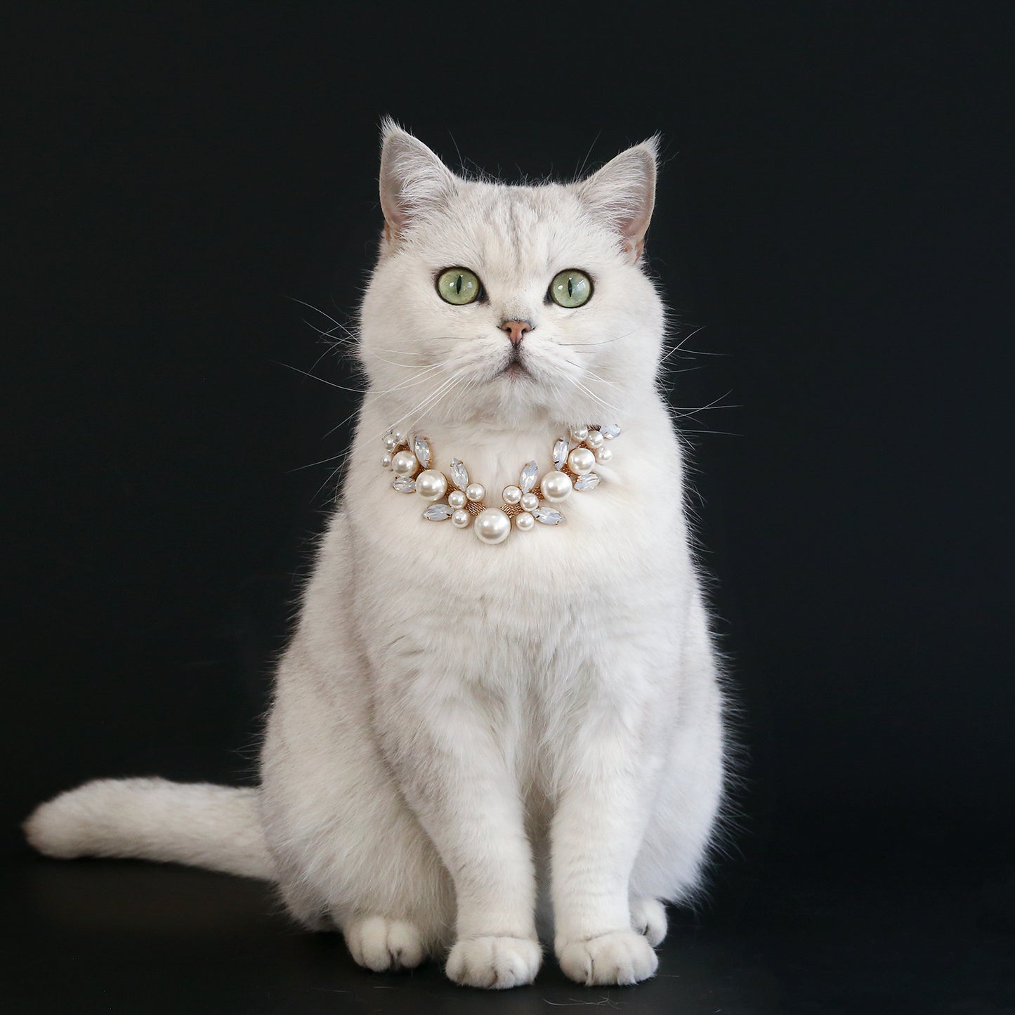 White cat wearing pearl and crystal pet necklace