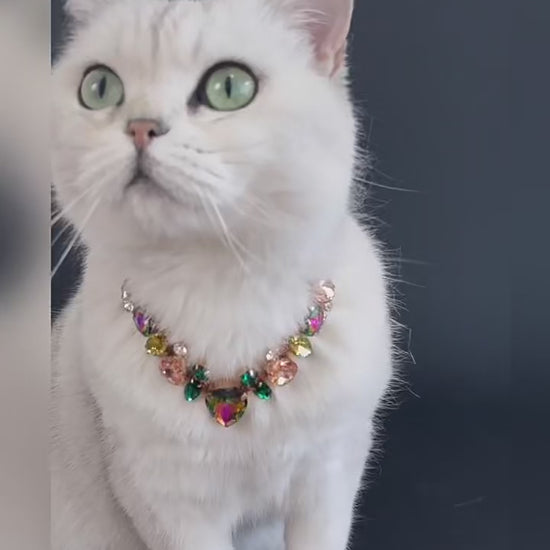 Pet wearing sparkling luxury statement necklace video