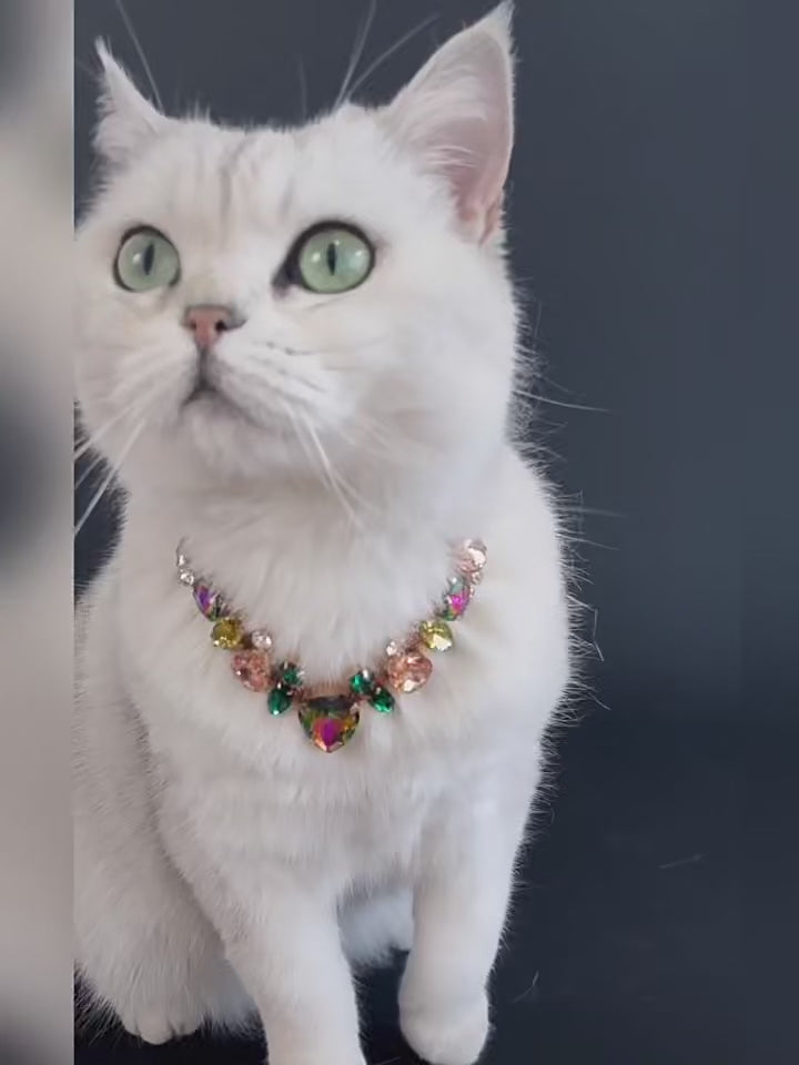 Pet wearing sparkling luxury statement necklace video
